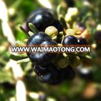 chinese wild black wolfberry