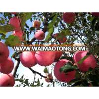 Nature plant Top Quality chilean walnuts